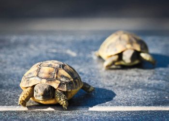 Wie funktioniert „Sozialtourismus“ eigentlich?