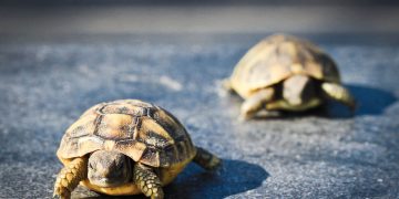 Wie funktioniert „Sozialtourismus“ eigentlich?