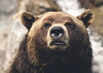 Das sind die großen Probleme von CETA