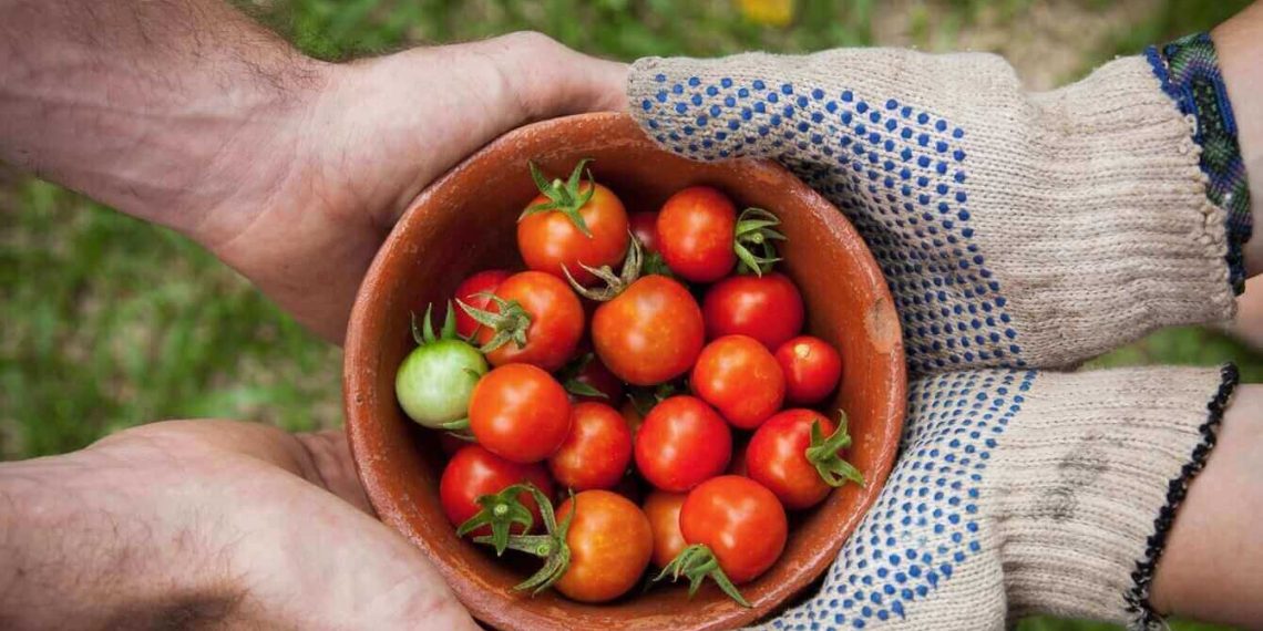Glyphosat: SPÖ und Grüne im Europa-Parlament für Verbot, ÖVP wieder dagegen
