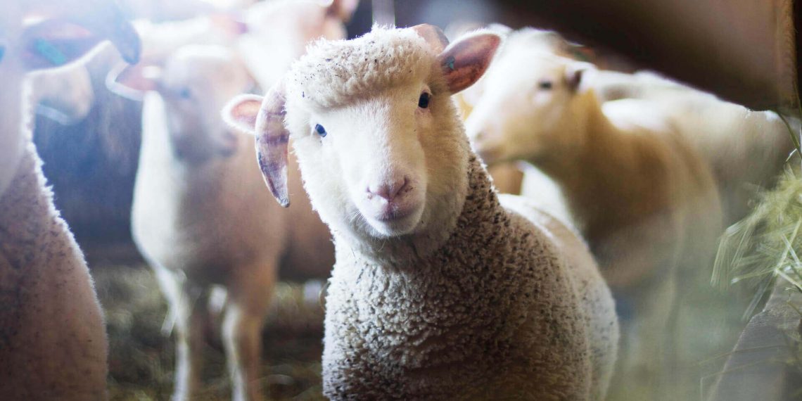 Kleinbauern sterben aus, Großbauern und Agrarkonzerne werden gefördert