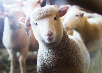 Kleinbauern sterben aus, Großbauern und Agrarkonzerne werden gefördert