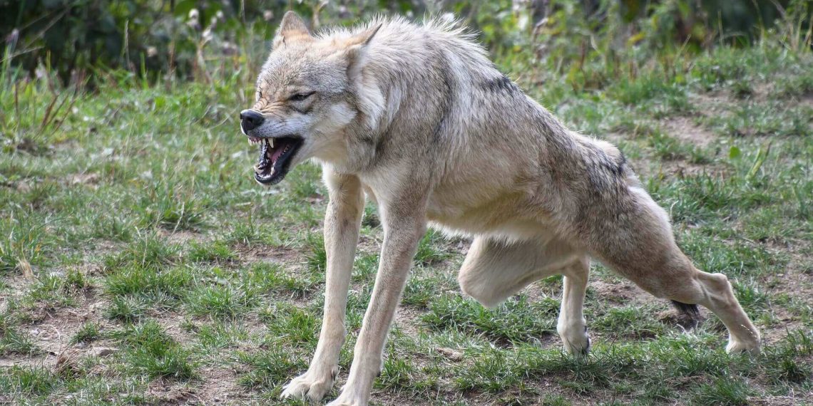 Was türkische Nationalisten mit Rechtsextremen in Österreich gemein haben
