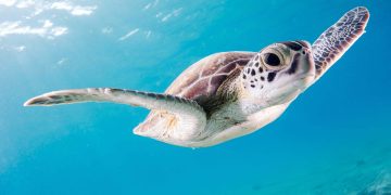 symbolbild für lärm im meer