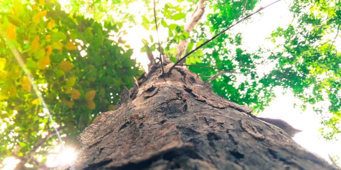 Kontrast bei Facebook-Shares auf Platz 5 der österreichischen Online-Medien