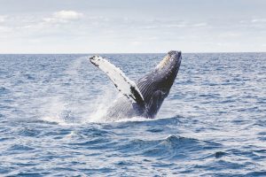 Wale Walschutz