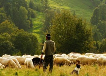 Bergbauern aus Ministerium gedrängt: „Der ÖVP war unsere Arbeit immer ein Dorn im Auge.“
