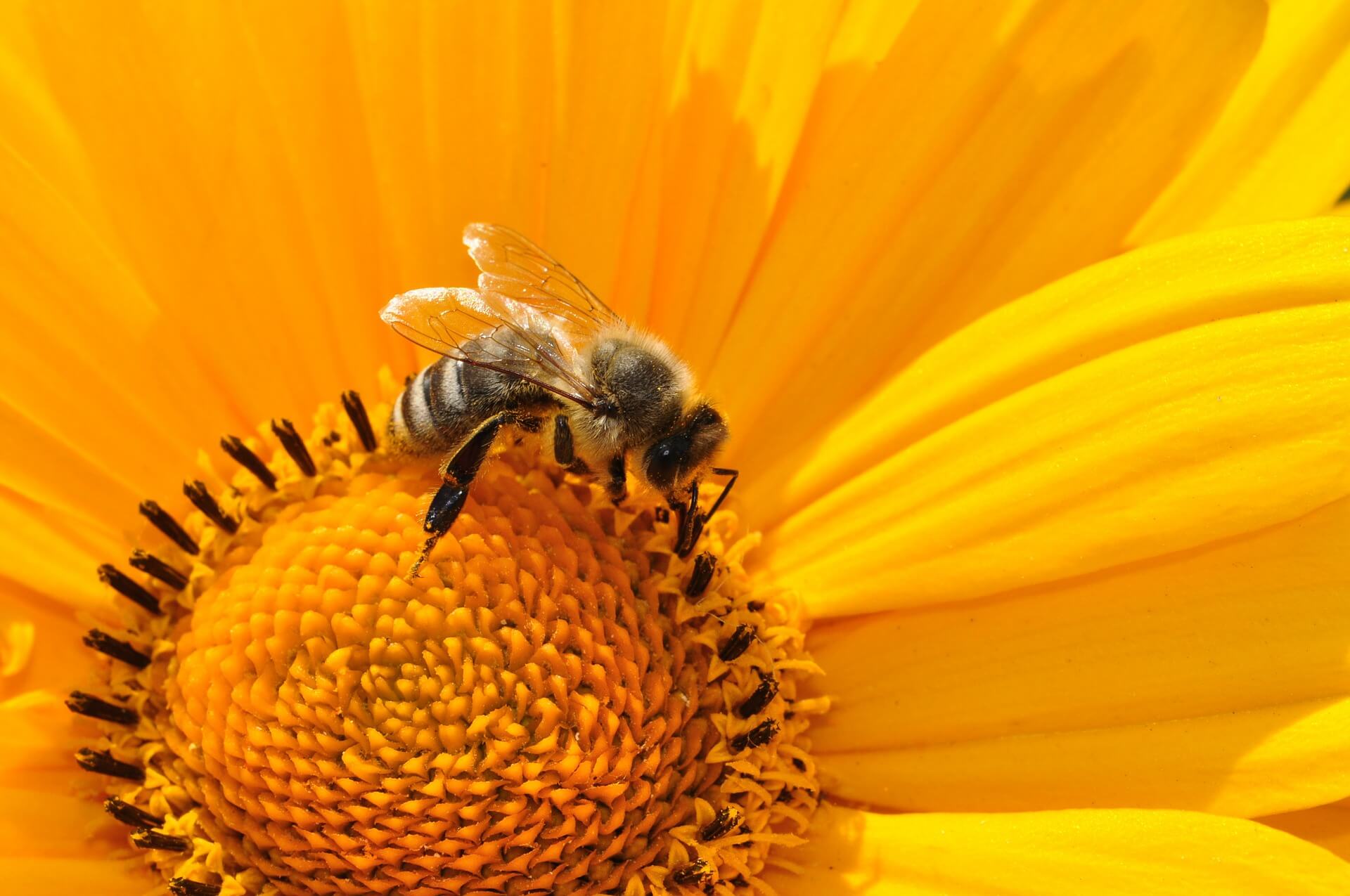 Frankreich macht’s vor: So kann das Bienensterben beendet werden