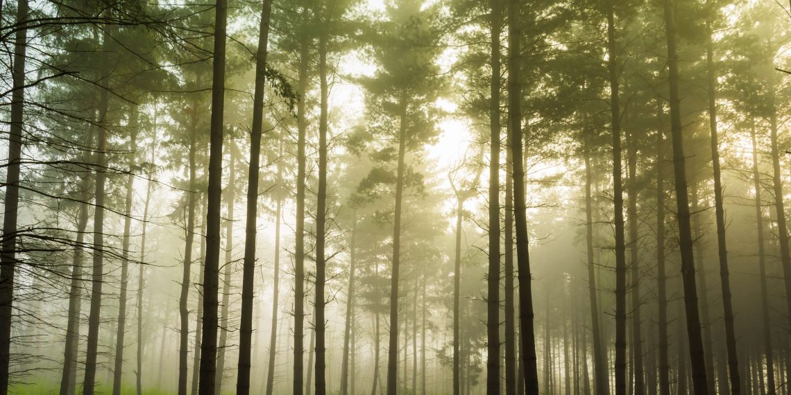 Immer mehr Wälder sterben, doch die Regierung vernachlässigt den Klimaschutz