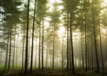 Immer mehr Wälder sterben, doch die Regierung vernachlässigt den Klimaschutz
