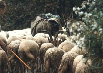 Milchbauern protestieren: „Lieber schütte ich meine Milch weg, als dass ich sie zum Spottpreis verscherble“