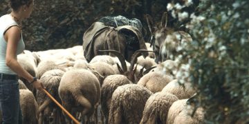 Milchbauern protestieren: „Lieber schütte ich meine Milch weg, als dass ich sie zum Spottpreis verscherble“