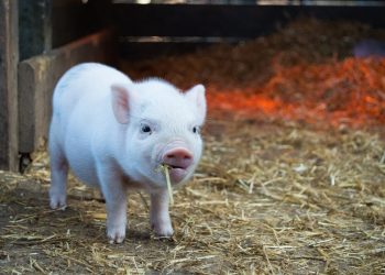 Der „Tierschutz“ der FPÖ ist reine PR-Masche