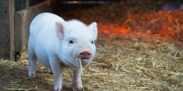 Der „Tierschutz“ der FPÖ ist reine PR-Masche