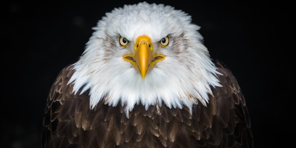 (Corona-)Politik auf Bestellung: Tiroler Adlerrunde spendete 1,1 Mio. Euro an Kurz-ÖVP