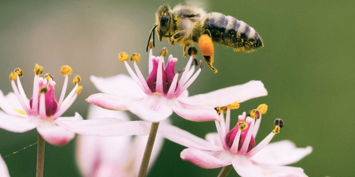 ÖVP-Blockade: Glyphosat-Verbot lässt auf sich warten