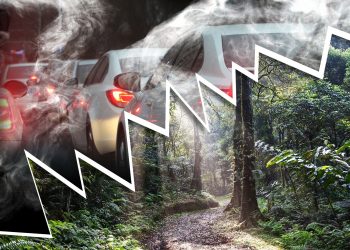 Mehr Autos, weniger Regenwald: die Folgen des Mercosur-Abkommens