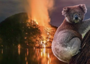 Australien brennt – doch der konservative Premier tut weiter nichts für den Klimaschutz