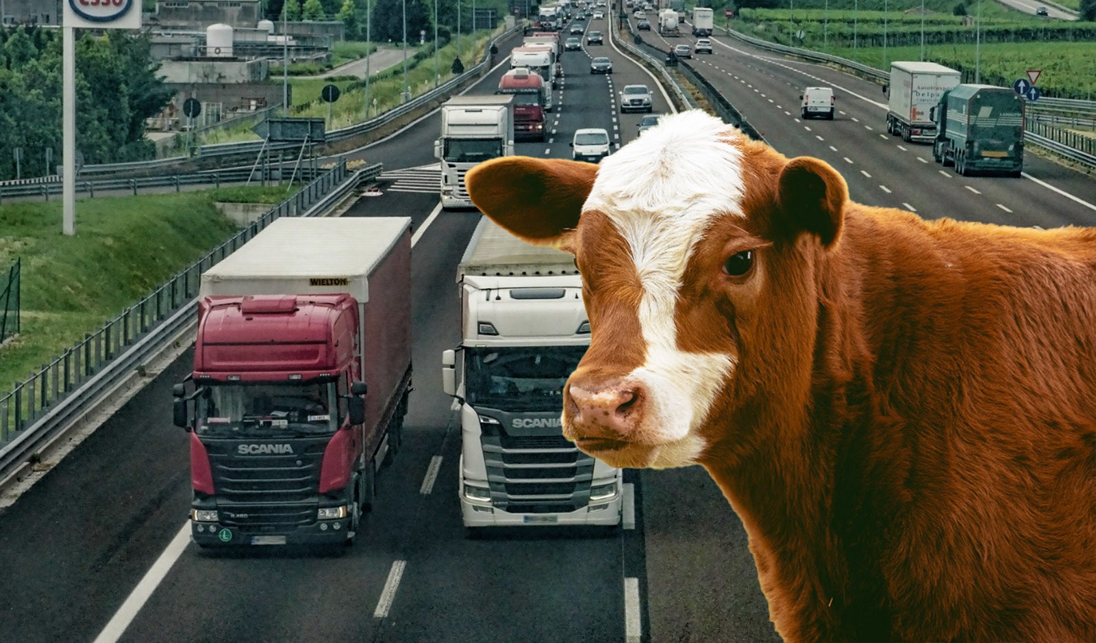 Kälber von Österreich bis in den Iran transportiert – Unnötige Tiertransporte müssen gestoppt werden!
