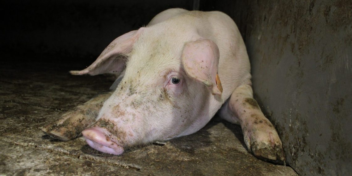 Steuergeld für grausame Schweinehaltung – Köstinger mit Agrar-Lobby gegen Verbesserung