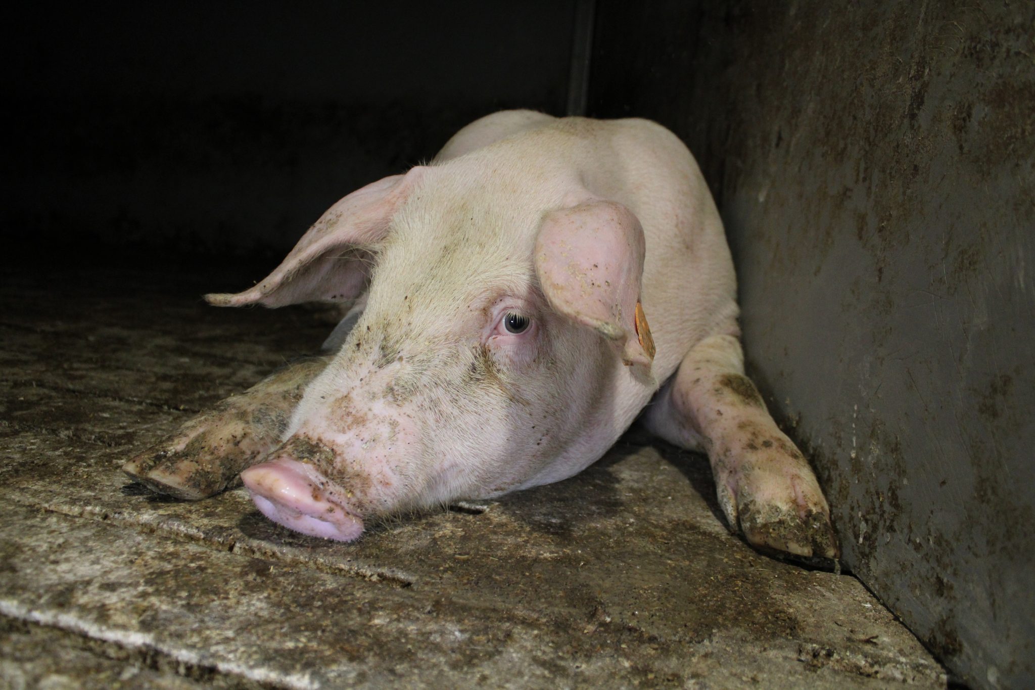 Steuergeld für grausame Schweinehaltung – Köstinger mit Agrar-Lobby gegen Verbesserung