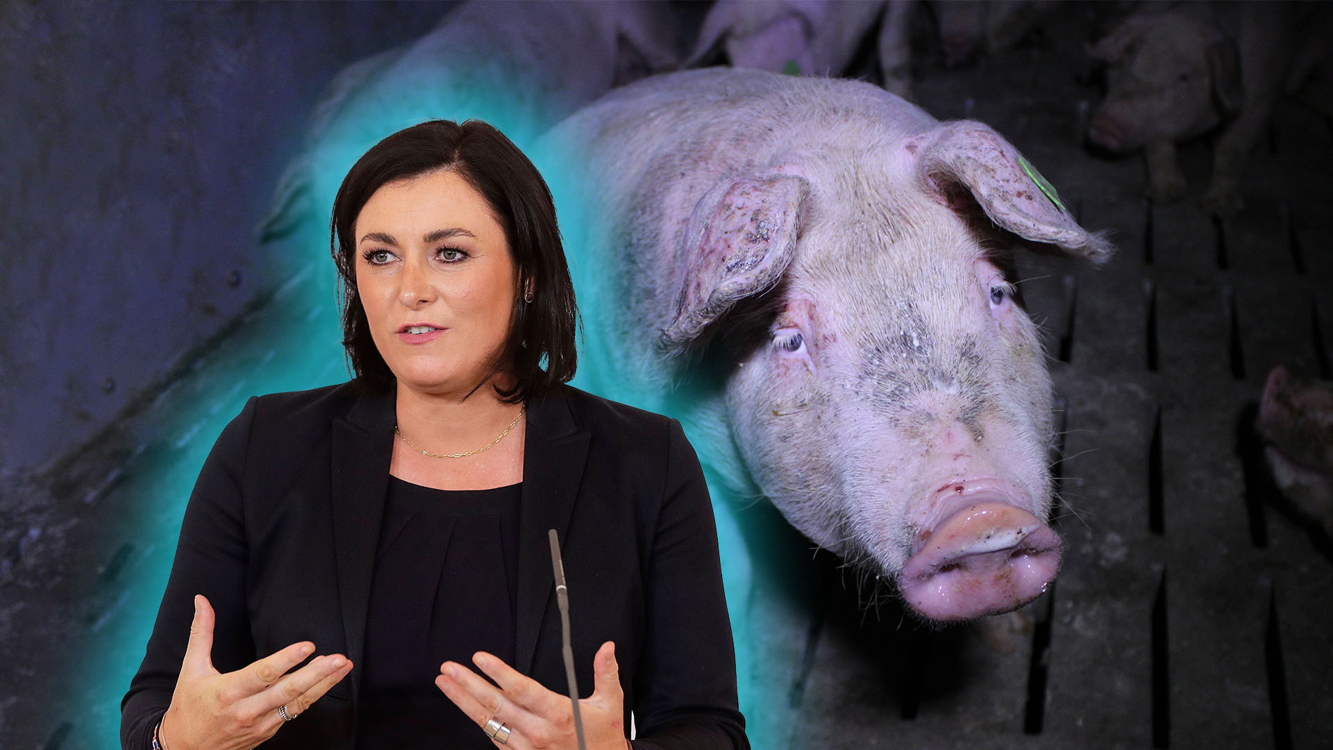 Köstinger-Ministerium zahlt 60.000 Euro Steuergeld pro Jahr an Schweinefabrik mit katastrophaler Tierhaltung