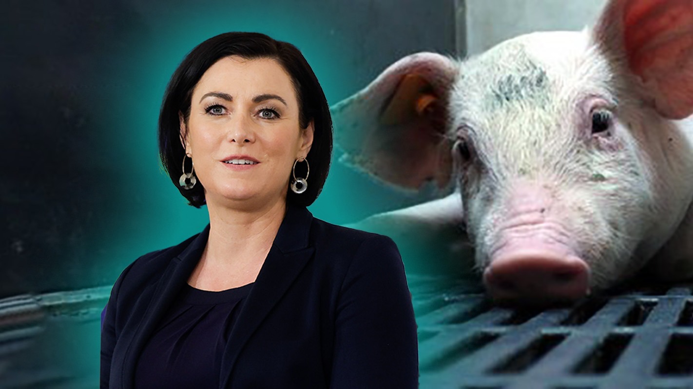 ÖVP-Köstinger erlaubt Schweine-Quälerei auf Vollspaltenböden mindestens 10 Jahre länger