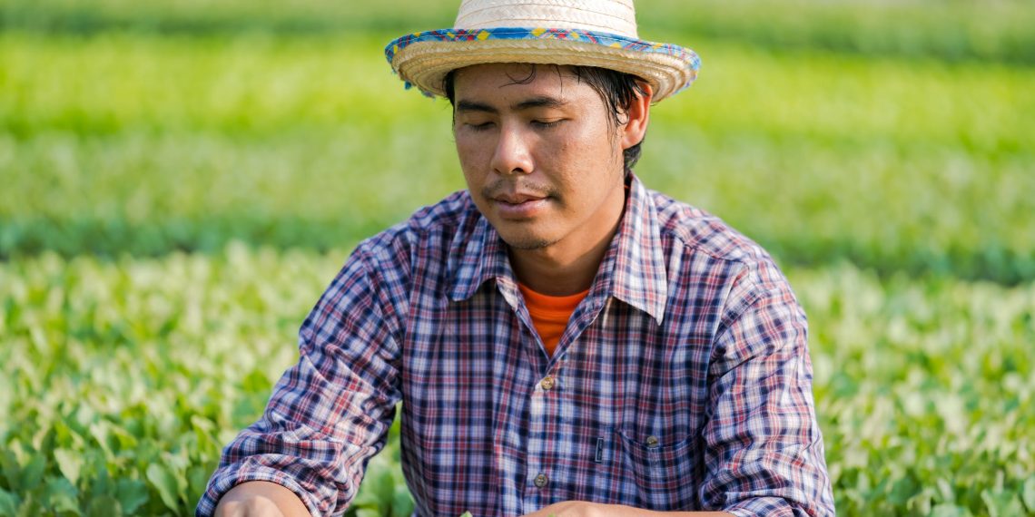 Ausbeutung am Feld: „Made in Austria“ ist kein Garant für faire Arbeitsbedingungen