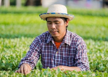 Ausbeutung am Feld: „Made in Austria“ ist kein Garant für faire Arbeitsbedingungen