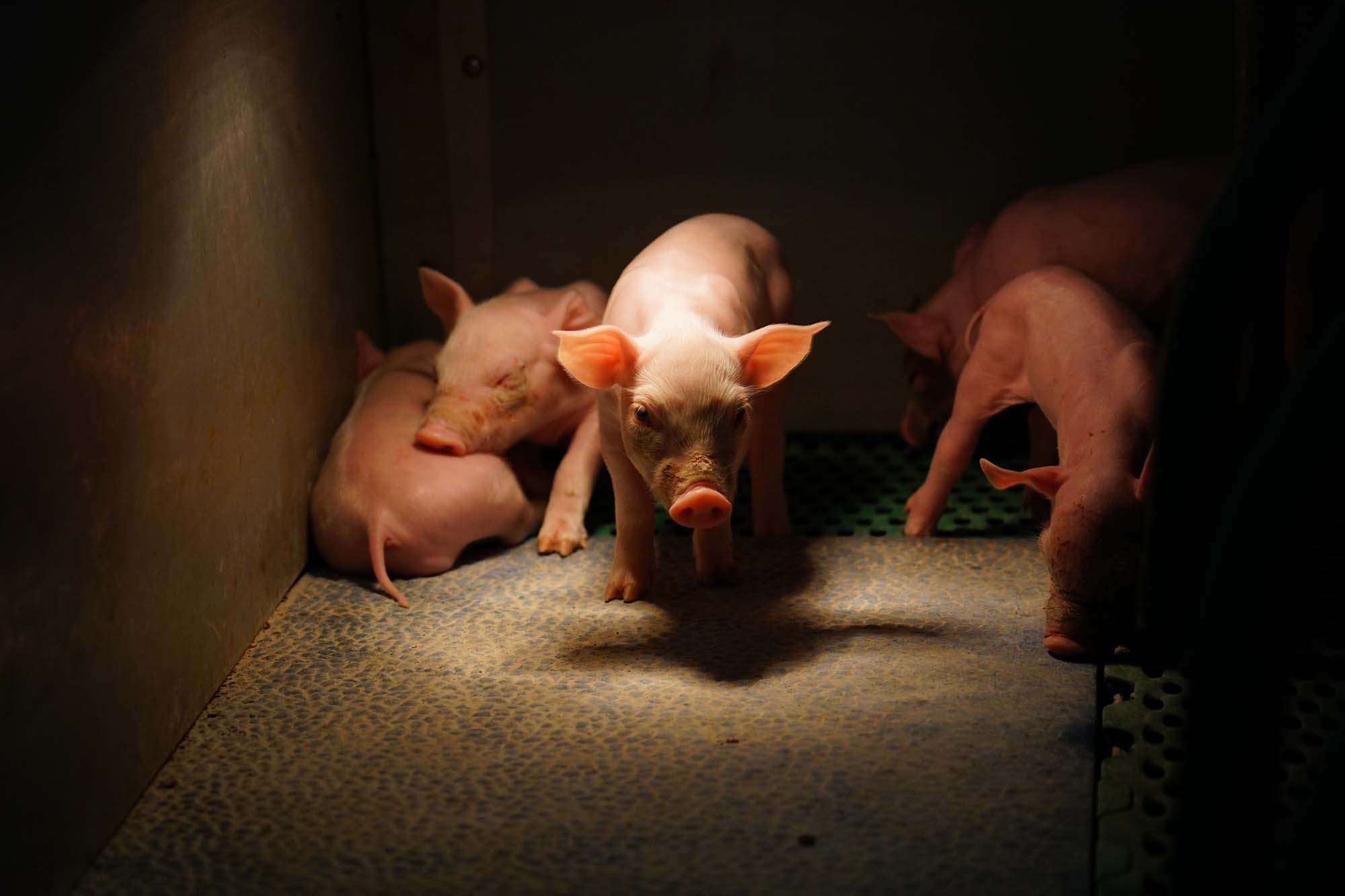 Schweinezucht-Skandal: Ehemaliger Bauernbund-Funktionär unter Tierquälerei-Verdacht