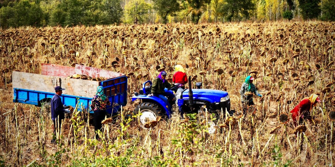 Erntehelferinnen - Foto: Unsplash