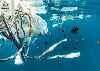 20 Firmen produzieren 55% des gesamten Einweg-Plastikmülls auf unserem Planeten