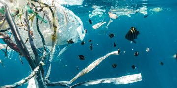 20 Firmen produzieren 55% des gesamten Einweg-Plastikmülls auf unserem Planeten