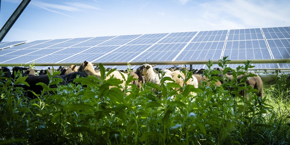 Handle lokal! Was Österreichs Länder und Gemeinden für das Klima machen