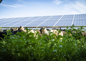 Handle lokal! Was Österreichs Länder und Gemeinden für das Klima machen