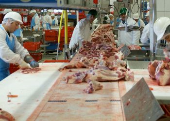 „Mafiöse“ Fleischindustrie: Deutschland als Zentrum der Ausbeutung von Leiharbeitern