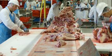 „Mafiöse“ Fleischindustrie: Deutschland als Zentrum der Ausbeutung von Leiharbeitern