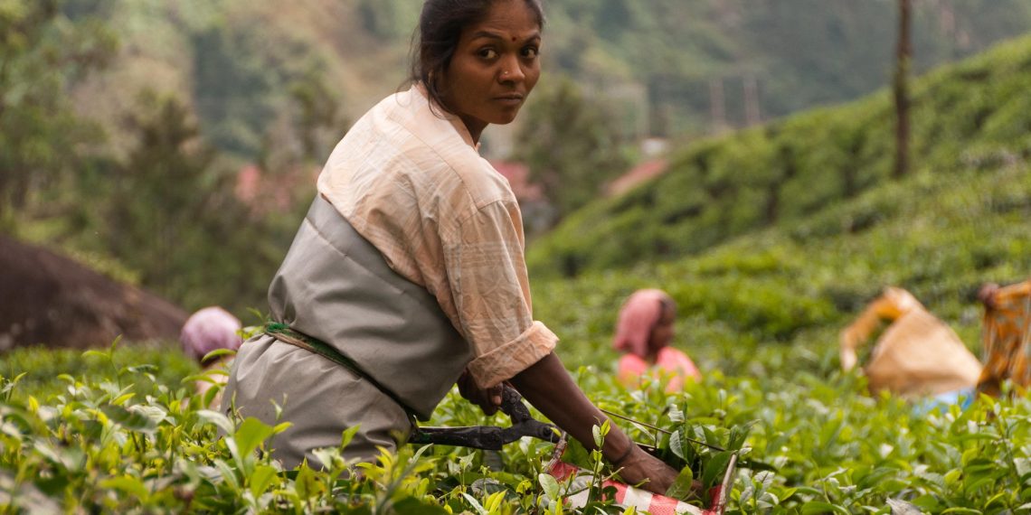 Indien ökologische Landwirtschaft
