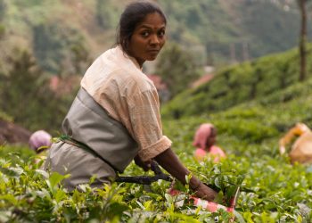Indien ökologische Landwirtschaft