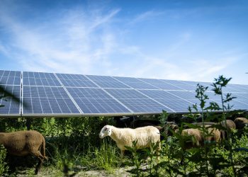 Solarenergie, Erneuerbare Energie, Photovoltaik, Energiewende, Klimaschutz, Solarschafe, Sonnenenergie