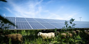 Solarenergie, Erneuerbare Energie, Photovoltaik, Energiewende, Klimaschutz, Solarschafe, Sonnenenergie