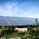 Solarenergie, Erneuerbare Energie, Photovoltaik, Energiewende, Klimaschutz, Solarschafe, Sonnenenergie