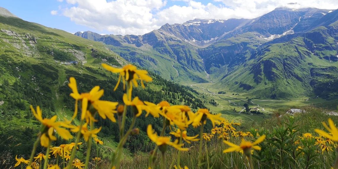 Almwiese mit Arnika - Foto: Gerald Demmel