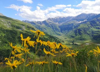 Almwiese mit Arnika - Foto: Gerald Demmel