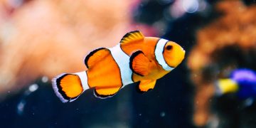 Gut für Mensch und Tier: Mikroplastik darf nicht mehr in der EU verkauft werden