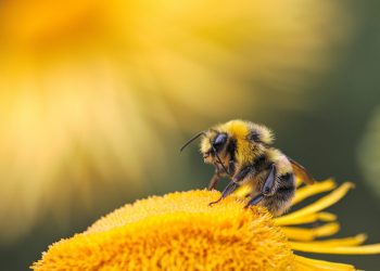 Bienen Blume Landwirtschaft Glyphosat