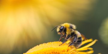 Bienen Blume Landwirtschaft Glyphosat