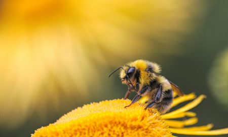 Bienen Blume Landwirtschaft Glyphosat
