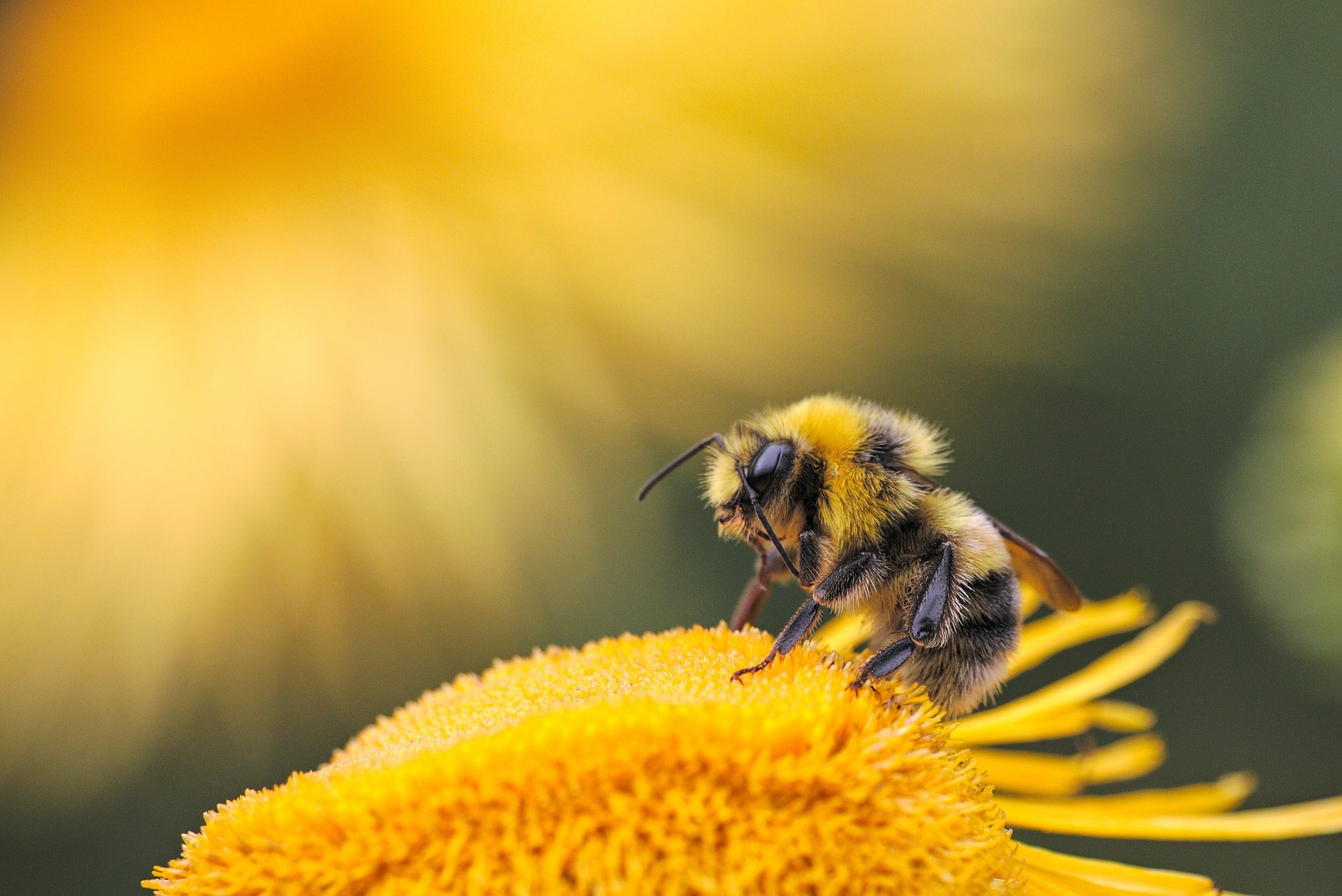 Bienen Blume Landwirtschaft Glyphosat