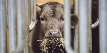 Enthüllt: Österreich lässt schwangere Kühe auf tagelangen Tiertransporten leiden